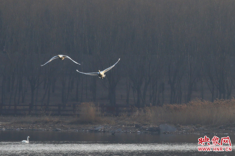 振翅高飛 振翅高飛