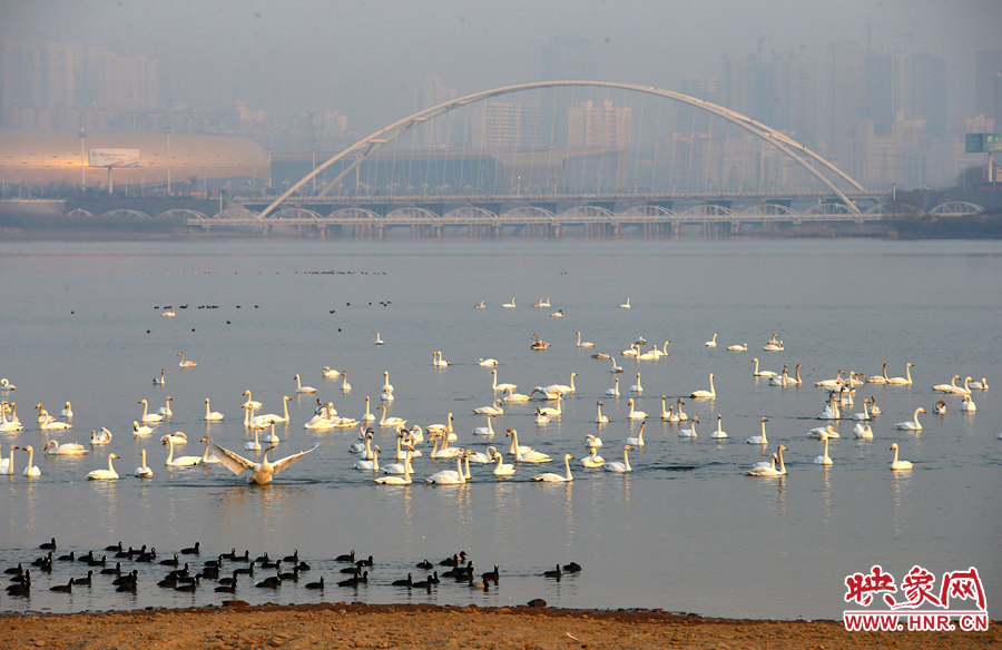 成群的天鵝棲息在湖內(nèi) 成群的天鵝棲息在湖內(nèi)