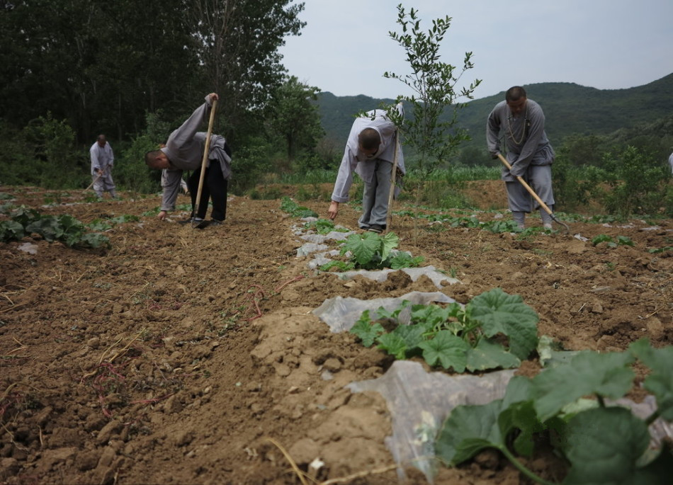 少林寺耕種的120多畝小麥?zhǔn)炝耍渖畟冏哌M(jìn)田間，收獲黃燦燦的果實。