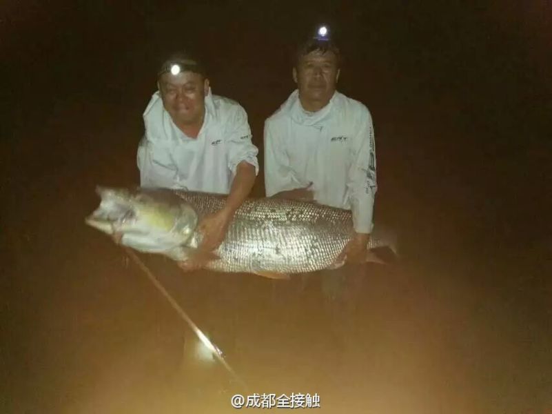 　圖為大魚需要兩個人抱起。