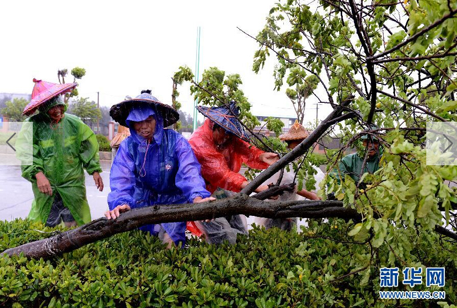  8月8日，工人在福建省石獅市公路邊清理被大風(fēng)吹倒的樹木。