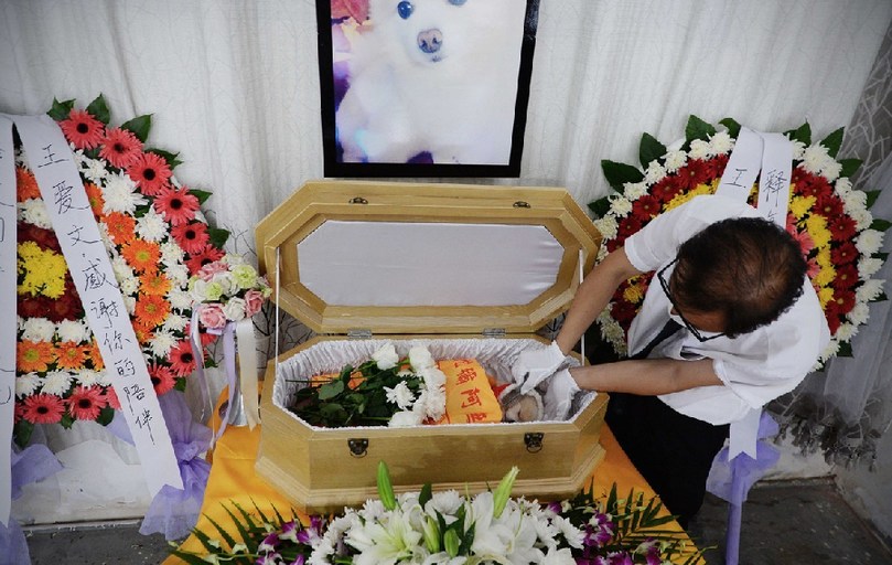 一名工作人員給狗狗整理儀容。