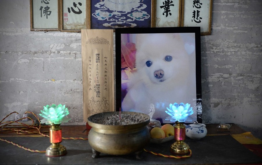 寵物狗的遺像被擺放在寺廟中。