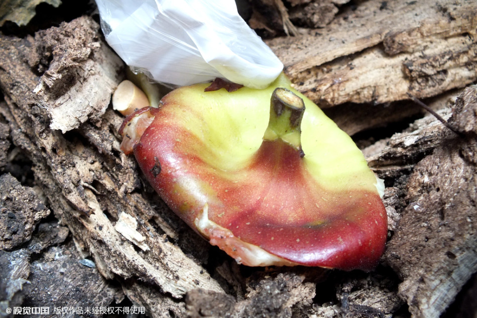 南京千株梧桐樹(shù)淪為“垃圾箱”
