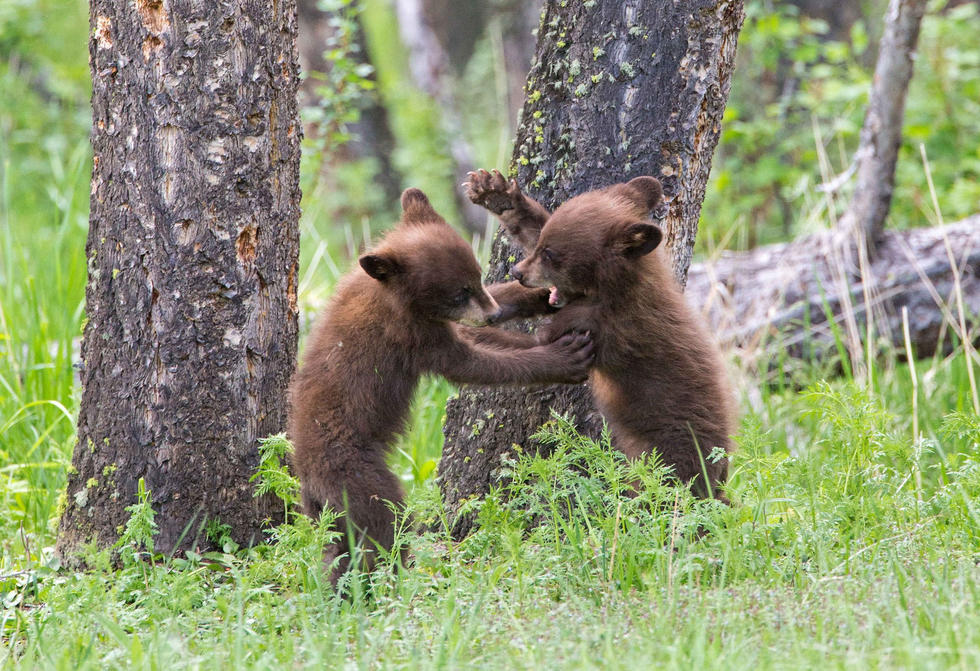 兩只萌噠噠的小熊在一顆大樹下玩躲貓貓，一會(huì)突然跳出來嚇唬對方，一會(huì)對著彼此做鬼臉，逗趣模樣讓人忍不住捧腹大笑。