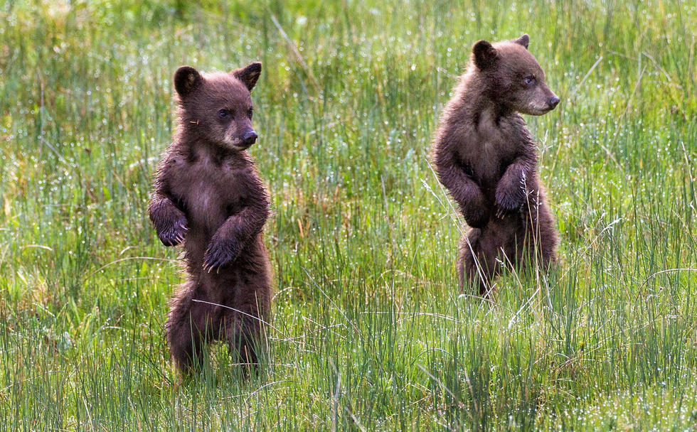 當(dāng)看到這些可愛的小熊照片時(shí)，你的心一定被它們的模樣給萌化了吧！