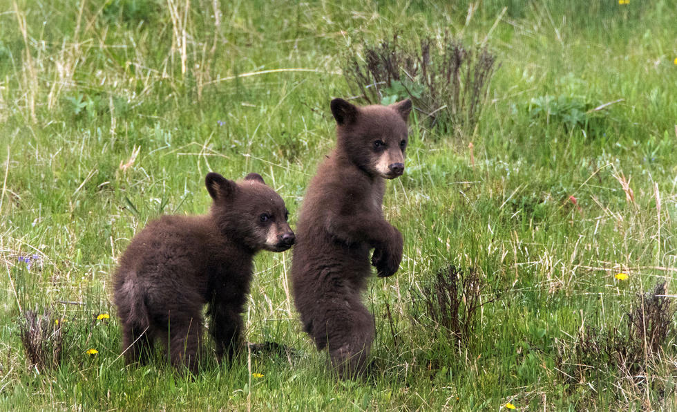 兩只萌噠噠的小熊在一顆大樹下玩躲貓貓，一會(huì)突然跳出來嚇唬對方，一會(huì)對著彼此做鬼臉，逗趣模樣讓人忍不住捧腹大笑。