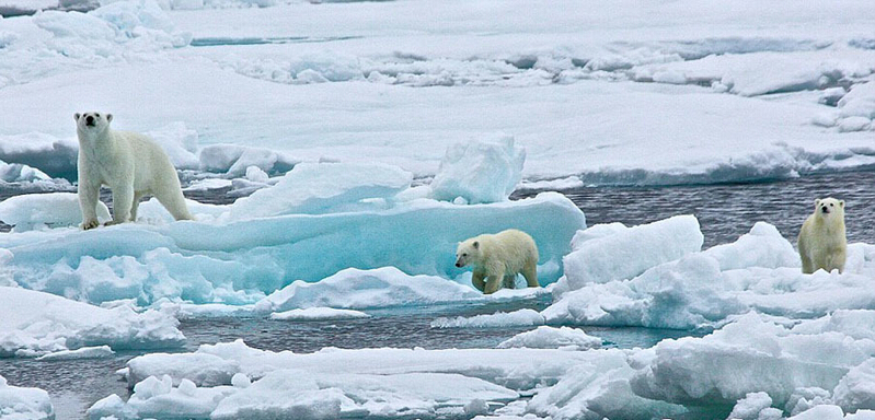 北極熊寶寶起來(lái)后看見有攝像機(jī)，便好奇地盯住娜塔西亞手中的機(jī)器。