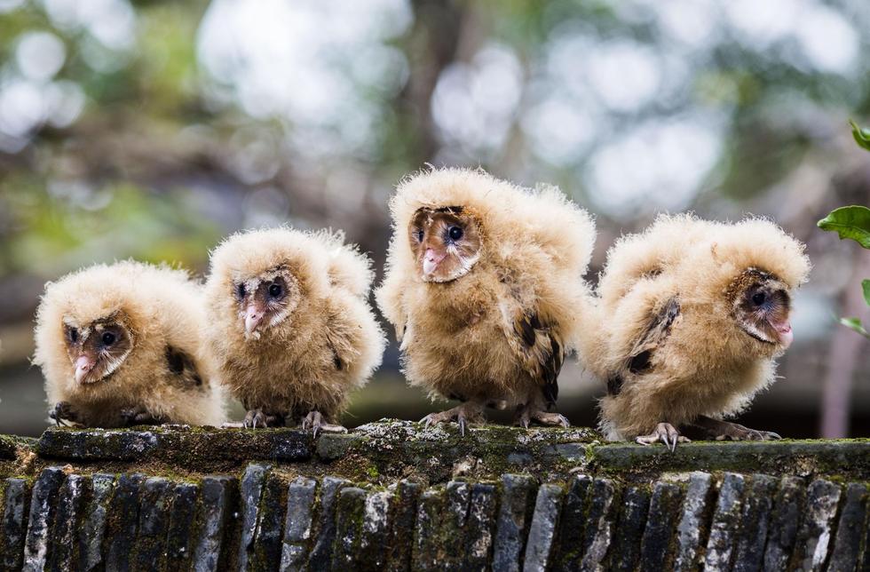日前，九江市都昌縣蔡嶺鎮(zhèn)的曹女士上山采茶籽時(shí)，撿到5只可愛的雛鳥。經(jīng)野保工作人員鑒定，這5只雛鳥為國家二級(jí)野生保護(hù)動(dòng)物猴面鷹，目前已被送往鳥類保護(hù)組織進(jìn)行救護(hù)。