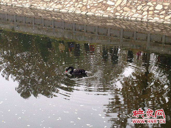 受傷的黑天鵝迫降鄭州金水河。