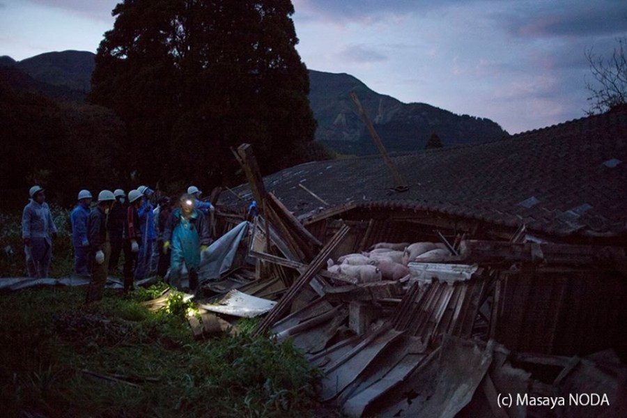 熊本地震后現(xiàn)“豬堅強” 救出后被送屠宰場