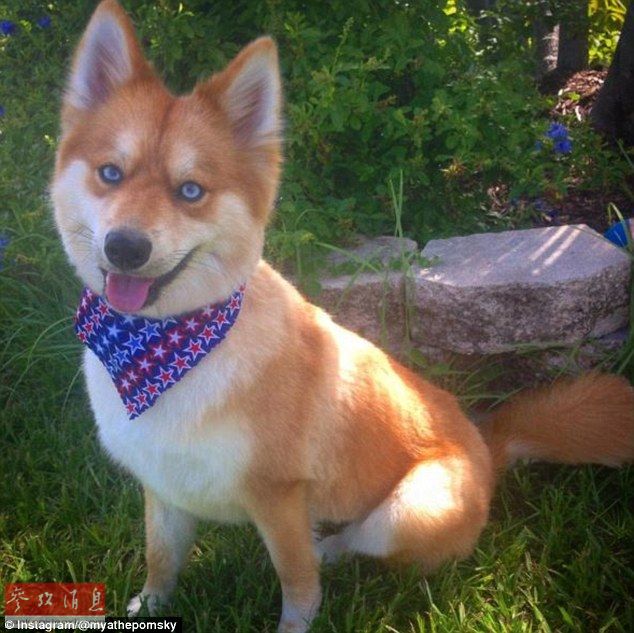 狐貍還是狗？藍(lán)眼睛萌寵走紅網(wǎng)絡(luò)