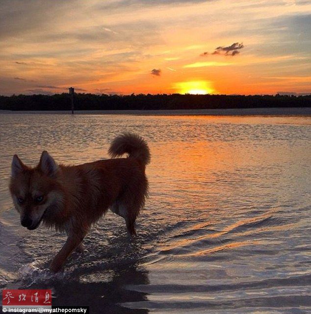 狐貍還是狗？藍(lán)眼睛萌寵走紅網(wǎng)絡(luò)