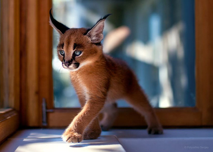 它們都是表情帝！一組不可思議的動(dòng)物肖像