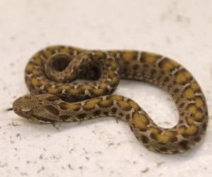 美國(guó)男子如廁時(shí)發(fā)現(xiàn)毒蛇環(huán)繞馬桶