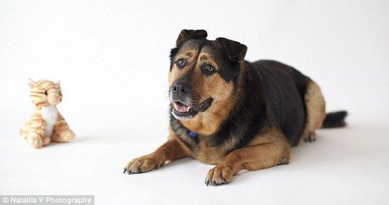 英國一只流浪狗因表情太過憂郁而無人領(lǐng)養(yǎng) 英國一只流浪狗因表情太過憂郁而無人領(lǐng)養(yǎng)