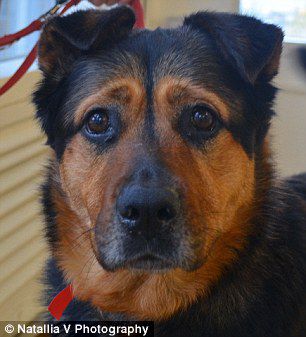 英國一只流浪狗因表情太過憂郁而無人領(lǐng)養(yǎng) 英國一只流浪狗因表情太過憂郁而無人領(lǐng)養(yǎng)