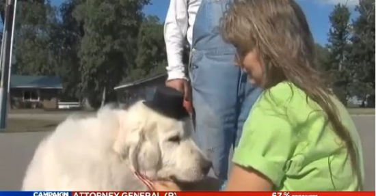 美國(guó)小鎮(zhèn)選可愛小狗當(dāng)鎮(zhèn)長(zhǎng)報(bào)酬為一年狗糧(圖) 美國(guó)小鎮(zhèn)選可愛小狗當(dāng)鎮(zhèn)長(zhǎng)報(bào)酬為一年狗糧(圖)