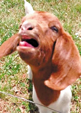 這只會(huì)說(shuō)話(huà)的小山羊不斷發(fā)出類(lèi)似“What”的聲音。