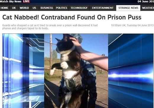 資料圖：2013年，俄羅斯獄警也曾抓獲身負(fù)手機(jī)和充電寶的貓，它本想混進(jìn)俄羅斯科密地區(qū)一座監(jiān)獄