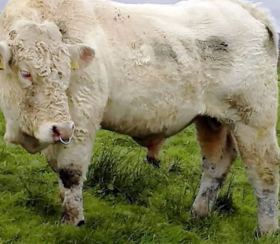 同性戀公牛逃脫死劫 著名動(dòng)畫(huà)制作人伸援手 同性戀公牛逃脫死劫 著名動(dòng)畫(huà)制作人伸援手