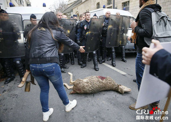 　　當(dāng)?shù)貢r間2014年11月27日，法國巴黎，法國農(nóng)民帶綿羊在埃菲爾鐵塔附近抗議，要求環(huán)保部門采取有效措施解決狼群襲擊羊群問題?！D片來源：TRICK KOVARIK/CFP