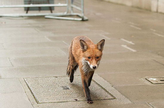 卡梅倫前往唐寧街參加活動(dòng) 被一只狐貍 卡梅倫前往唐寧街參加活動(dòng) 被一只狐貍