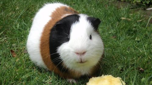 研究:豚鼠在史前或大如水牛兇猛如虎(圖) 研究:豚鼠在史前或大如水牛兇猛如虎(圖)