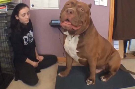 “浩克”體重約79公斤，或?yàn)槭澜缱钆诸^牛犬