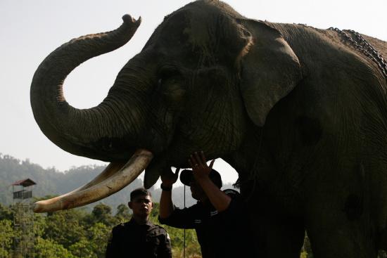 圖為大象巡邏隊里的大象。來源：法新社。