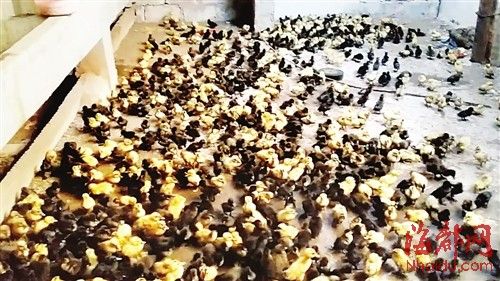 為了討薪，何某相將1130多只鴨苗趕到對(duì)方家里