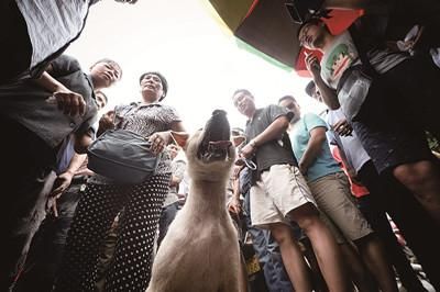 一只狗被動保人士與狗販子圍在中間，等待兩方的討價還價后決定去向