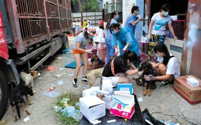 昨日下午，志愿者對(duì)攔截下來(lái)的狗逐一檢查，分類(lèi)進(jìn)行管理。新京報(bào)記者 吳江 攝