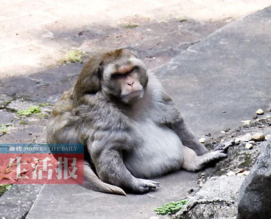 廣西藥用植物園梅花鹿暴瘦 網(wǎng)友展開拯救行動(圖) 廣西藥用植物園梅花鹿暴瘦 網(wǎng)友展開拯救行動(圖)