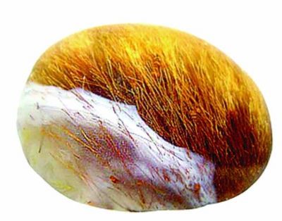 “蘆葦蕩”雨花石 “蘆葦蕩”雨花石