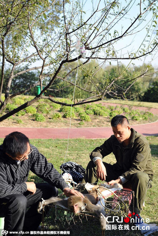 武漢猴島猴子腹瀉被