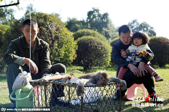 武漢猴島猴子腹瀉被