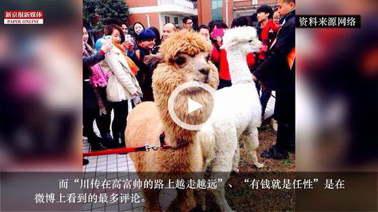 四川某高校請(qǐng)羊駝助陣馬術(shù)專(zhuān)業(yè) 網(wǎng)友稱(chēng)有錢(qián)任性