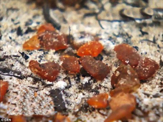 波羅的海的一場暴風(fēng)雨將琥珀卷到了岸上，這里包攬了全球90%的琥珀產(chǎn)量。