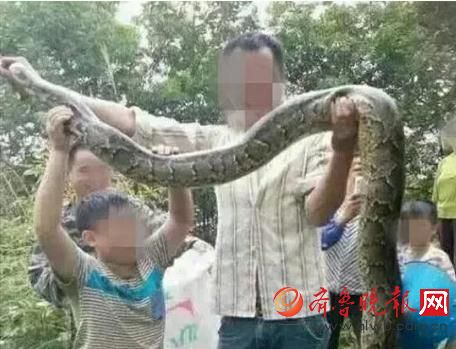 膽真大！男子抓野生大蟒燉湯 蟒蛇屬?lài)?guó)家一級(jí)保護(hù)動(dòng)物(圖)