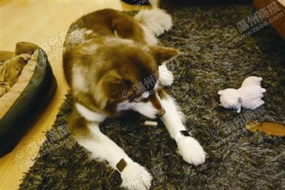 說到蘋果表，昨天的網友大為感嘆：人比人，氣死人了。不！是人比狗，氣死人。