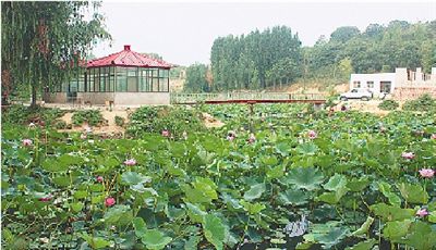 櫻桃溝景區(qū)百畝荷花盛放 垂釣納涼享農家