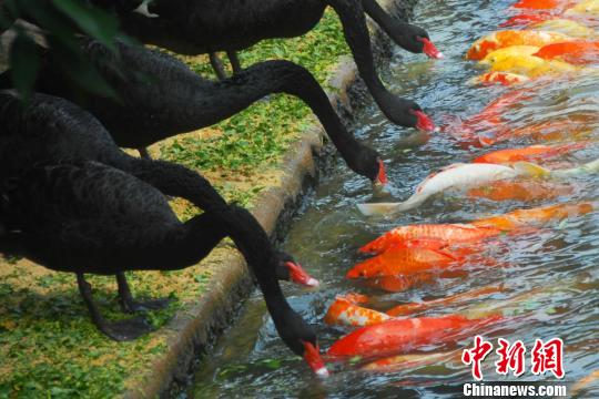 深圳動(dòng)物園黑天鵝喂食錦鯉魚“日久生情”場(chǎng)面溫馨 深圳動(dòng)物園黑天鵝喂食錦鯉魚“日久生情”場(chǎng)面溫馨