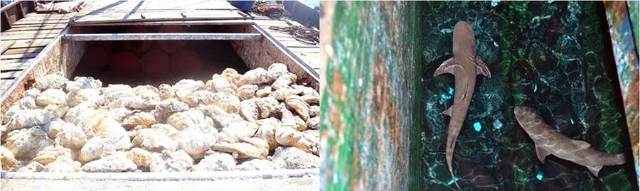 圖為菲律賓海軍持槍檢查中國漁民的照片。