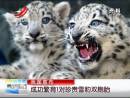 我國宣布：成功繁育1對(duì)珍貴雪豹雙胞胎