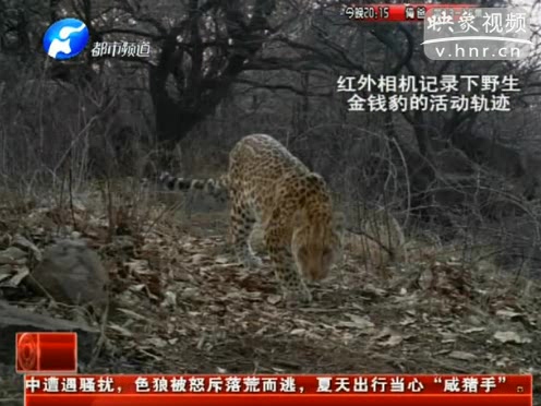 萌萌噠！濟(jì)源首次拍到金錢(qián)豹