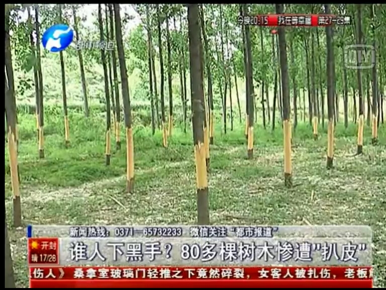 80多棵樹被“扒皮” 誰痛下黑手？