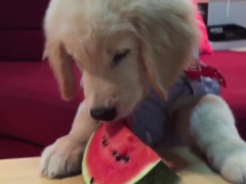 超萌金毛啃西瓜！夏天來(lái)了汪星人也要消暑啊！