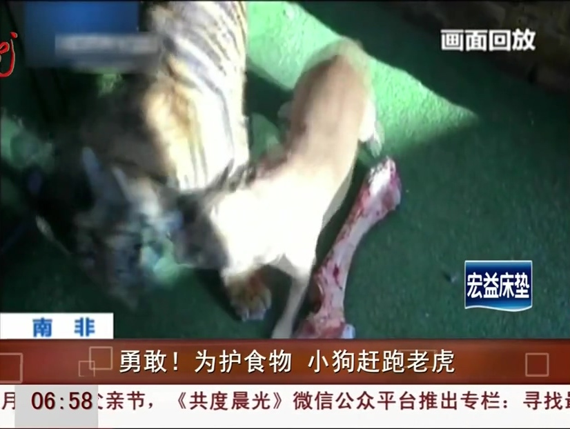 勇敢！為護食物 小狗趕跑老虎