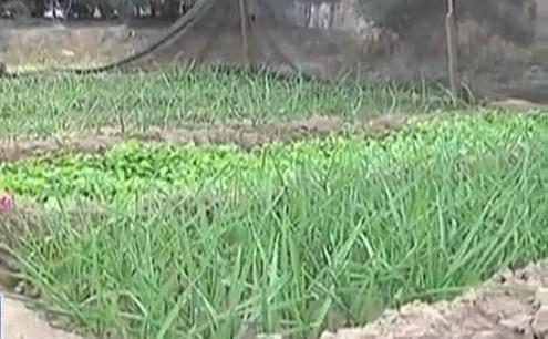 生態(tài)廊道變菜園 誰干的？